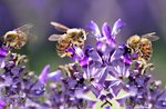 MANNE, BELDAR UN PAJEN - Visit to the men, woods and bees educational farm in Roana - 31 August 2021