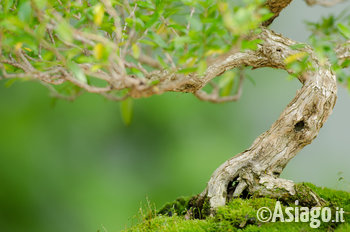 Bonsai a Mezzaselva, Gianni De Guio