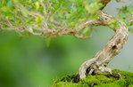 Gianni De Guio Bonsai-Ausstellung in Mezzaselva, Hochebene von Asiago