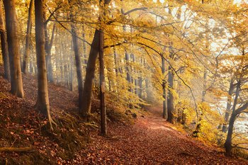 Bosco in autunno