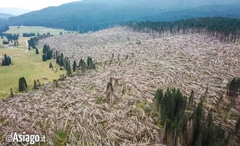 Enego tempesta Vaia impianto nuovi alberi Wownature