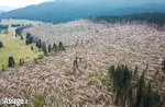 Diretta video della piantumazione di nuovi alberi nelle foreste di Enego distrutte da Vaia con WOWnature - 23 maggio 2020