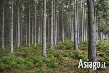 Escursione al roccolo sull'Altopiano di Asiago