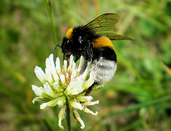 Ape durante l'impollinazione