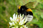 "Zwischen Kräutern, Bienen und Blumen" besucht Wanderung auf der Apistica Farm - 16. juli 2021