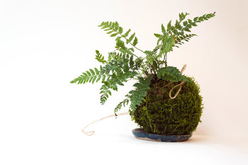 kokedama kokedama