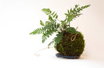 Workshop "Create your Kokedama" in Gallien - 24. Juli 2019