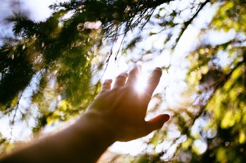 Mano tesa verso alberi Mano tesa verso alberi