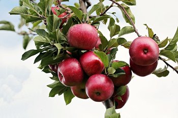 Mele rosse sul melo