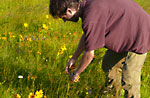 "Ein Berg der Blumen", Vertiefung der naturalistischen Museum von Asiago