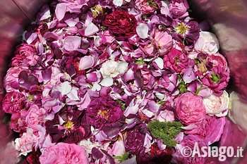 Rose Antiche Antonio Cantele Rose Antiche Antonio Cantele