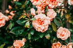FRAGRANT ANCIENT ROSES - Meeting and visit to the Garden of The Simple with Antonio Cantele - 3 July 2021