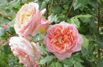 Guided tour of the old rose garden, with Antonio and Lisa Calva, Asiago