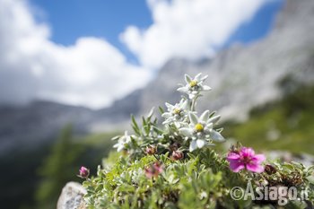 stelle alpine stelle alpine