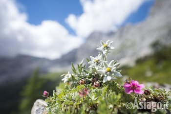 stelle alpine