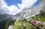Abend mit naturalistischen Bilder "Highland Flora und Fauna" in Cesuna bis 10. Juli 2018