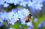 Unter Kräutern und Bienen: Führung durch den pädagogischen Bauernhof - Mezzaselva di Roana - 12. August 2022