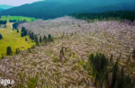 WOWnature: Baumpflanzung in Enego zur Wiederaufforstung - 3. Oktober 2021