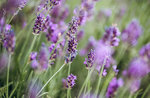 Visita al lavandeto e all'orto delle piante medicinali e aromatiche di Asiago con Antonio Cantele - 4 luglio 2021