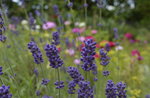 Visit to the vegetable garden of cultivated, aromatic and medicinal plants in Asiago-18 August 2019