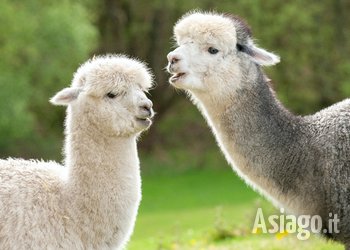 Trekking con gli alpaca e attività laboratoriali sulla lana a Treschè Conca di Roana