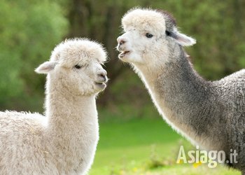 A passo d'Alpaca: passeggiata guidata in compagnia degli Alpaca a Cesuna di Roana