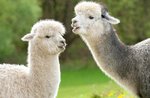 Trekking con gli alpaca e attività laboratoriali sulla lana a Treschè Conca di Roana - 17 luglio 2022