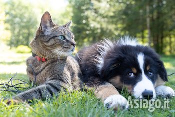 Animali domestici gatto e cane