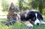 Animali domestici gatto e cane