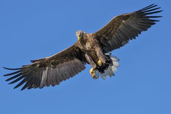 Aquila in volo