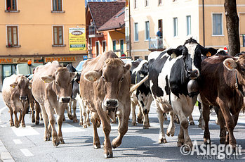 Asiago mucche in transumanza