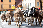 Passage of the "transhumance" in old town at Asiago, September 25, 2015