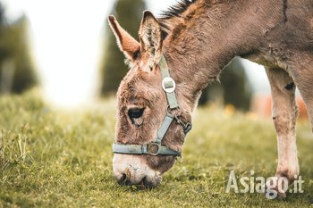 Escursione con gli asini alle porte dell'Altopiano