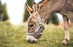 Excursion with donkeys at the gates of the Plateau - Treschè Conca, 25 August 2022