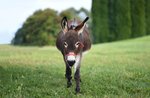 Baby trekking with donkeys in Treschè Conca di Roana - 11 August 2022