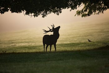 Animali al tramonto escursione al Kaberlaba ad Asiago