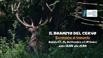 Bramito del cervo al tramonto