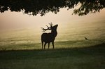 Escursione con il faunista in località Zebbo "Animali al tramonto" - 30 agosto 2021