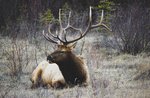 Excursion with listening to the deer's by the Museo Naturalistico di Asiago-6 October 2018