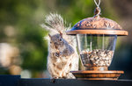 Scientific laboratory "that alien grey squirrel", Museo Naturalistico di Asiago-July 16, 2017