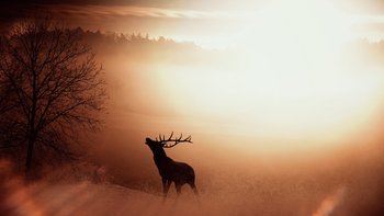 Escursione animali all'alba allo Zebbo