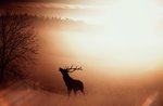 Wanderung mit dem Faunisten in Zebbo "Tiere im Morgengrauen" - 6. August 2021