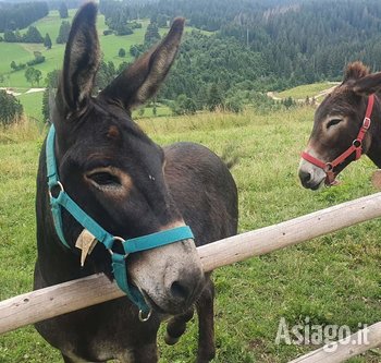 Esposizione animali e attrezzi rurali asini Hoga Zait 2022