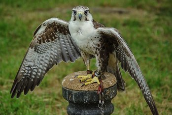 Falco Falco
