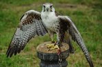 "Der Falkner: der Engel der Birds Of Prey"-Aktivitäten organisiert durch das Museo Naturalistico di Asiago-5 August 2018