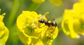 Formica su fiore giallo