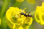 "On the antennae!"-Storytelling workshop with the Museo Naturalistico di Asiago-10 August 2018