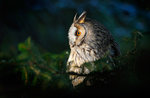 "Emotions in the dark: sounds of the night"-night excursion with listening to birds of prey on the Asiago plateau-1 August 2018