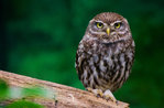 Falconry "Raptors in Valdastico" at Forte Corbin, in Treschè Conca-22 July 2018