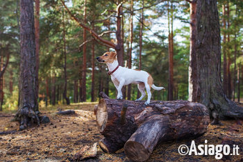 Jack Russell nel bosco